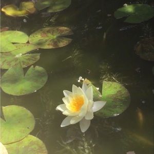 Meet your Posher, Shila